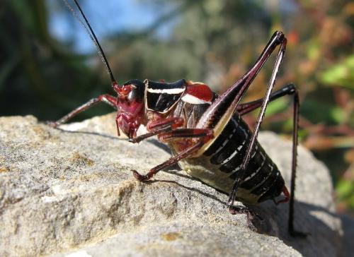 Réf. 206 387 : Barbitistes sp.